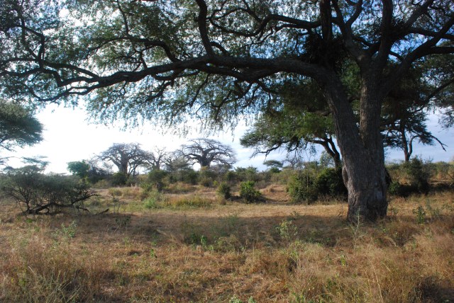 ©Jean Janssen “Tree of Life” Ruaha National Park, Tanzania
