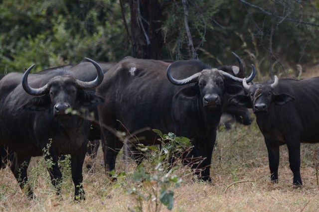 ©Jean Janssen Cape buffalo in Ruaha National Park, Tanzania.  Note the bird on the female's face (right side) and the scar on the middle buffalo.
