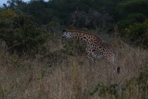 ©Jean Janssen Everyone was enjoying breakfast in Ruaha National Park, Tanzania.