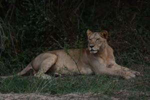 ©Jean Janssen Lioness along the dried river bank of the Jongomero River, Tanzania.