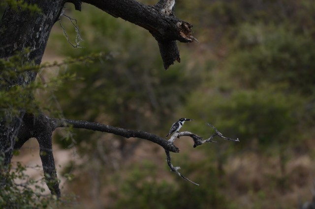 ©Jean Janssen Kingfisher at the Ruaha River, Tanzania