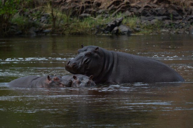 ©Jean Janssen A trio of hippos in the Ruaha River, Tanzania