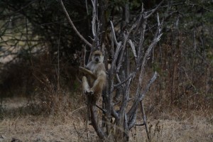 ©Jean Janssen Baboon in a tree, Ruaha National Park, Tanzania