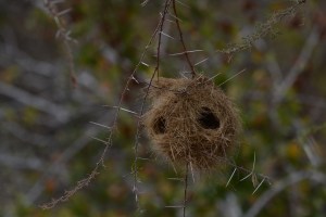 ©Jean Janssen Weaver nests in Ruaha National Park, Tanzania