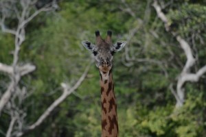 ©Jean Janssen Ruaha National Park, Tanzania