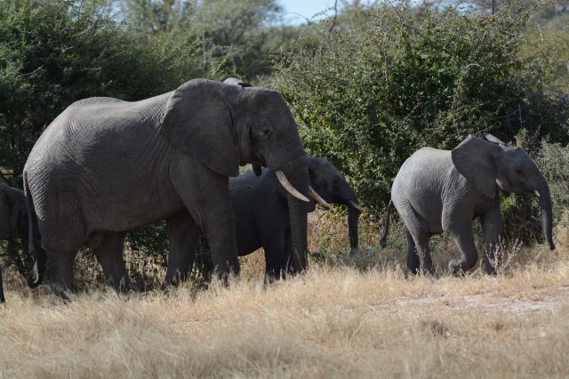 ©Jean Janssen Ruaha National Park, Tanzania