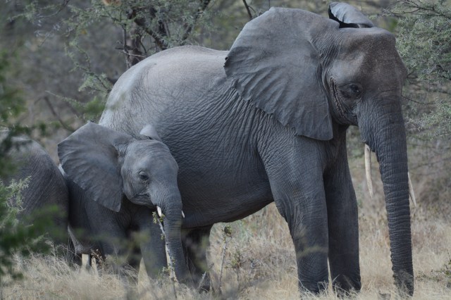 ©Jean Janssen Ruaha National Park, Tanzania