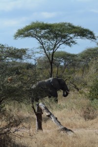 ©Jean Janssen Ruaha National Park, Tanzania