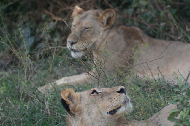 ©Jean Janssen Lioness and her two-year male "cub" Ruaha National Park, Tanzania