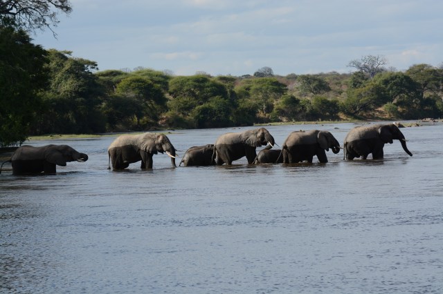 ©Jean Janssen Ruaha National Park, Tanzania