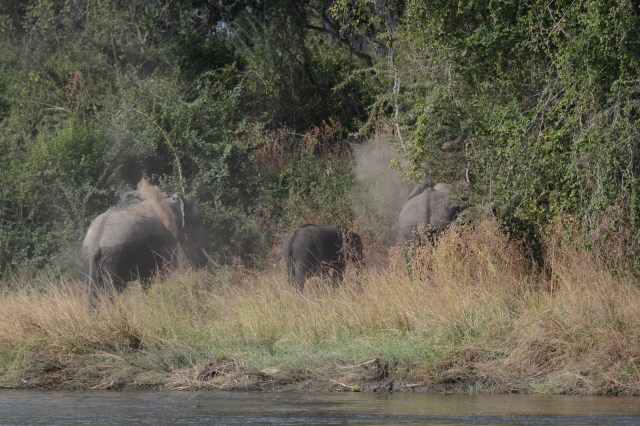 ©Jean Janssen Dusting after the river bath, Ruaha National Park, Tanzania