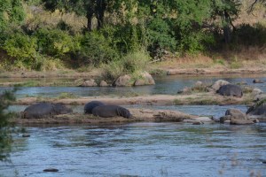 ©Jean Janssen Hippos on the small islands in the Ruaha River, Tanzania