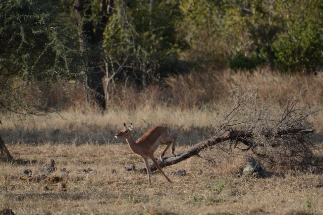 ©Jean Janssen Ruaha National Park, Tanzania