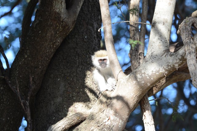 ©Jean Janssen Ruaha National Park, Tanzania