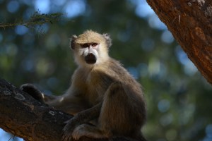©Jean Janssen Vervet Monkey in Ruaha National Park, Tanzania