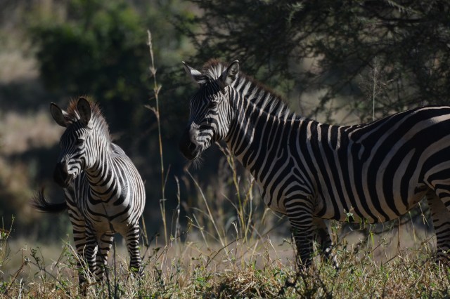 ©Jean Janssen It wasn't until our last day  at Jongomero that we saw zebra in Ruaha National Park, Tanzania.