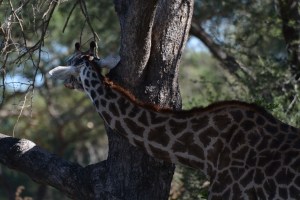 ©Jean Janssen Sometimes you just have to scratch.