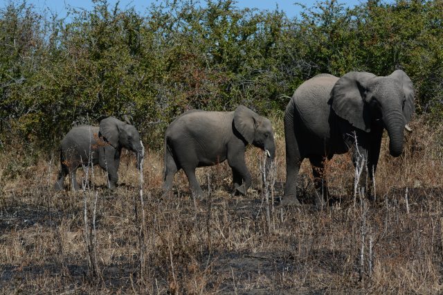 ©Jean Janssen Ruaha National Park, Tanzania