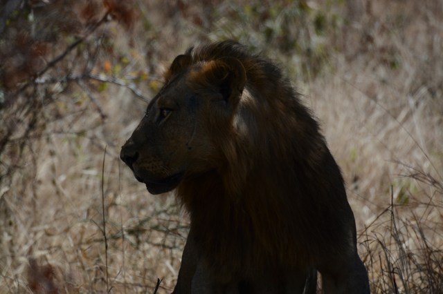 ©Jean Janssen Five-year-old male lion.  He just wouldn't come out of the shade for a better picture (and I wasn't going to go in there and ask him).  We were about 20 feet away from him. 