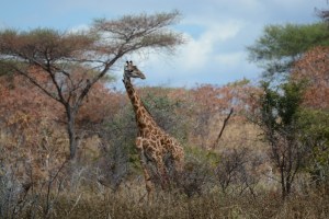 ©Jean Janssen Ruaha National Park, Tanzania