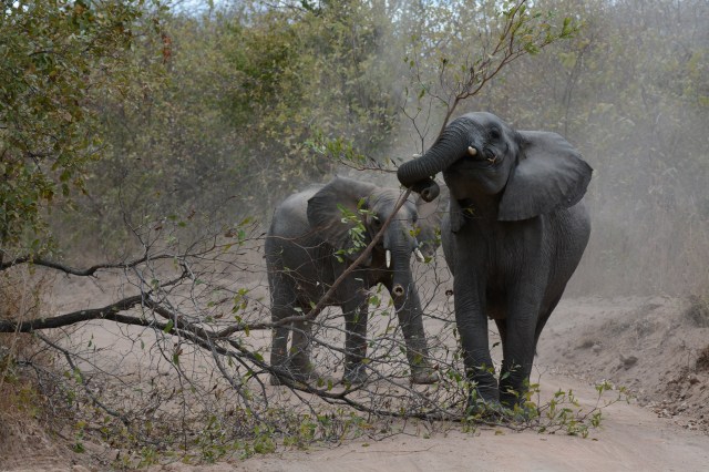 ©Jean Janssen Blocking the road Ruaha National Park, Tanzania