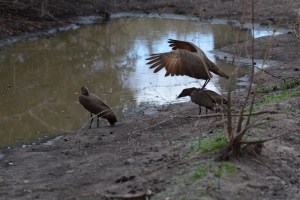 ©Jean Janssen Ruaha National Park, Tanzania