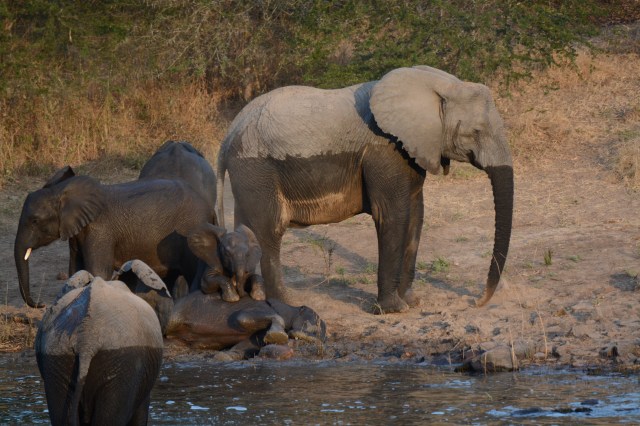 ©Jean Janssen If you study this picture you can learn a lot about elephant behavior.  Check out the water line on the large elephant.  The smaller more playful ones completely submerged themselves.  When they reach the other side of the river they cover their backs with sand.  The smaller one decided it was just earlier to roll in it.  His "sibling" decided it was a great time to rest his feet on him.  This is at the Ruaha River, Tanzania.