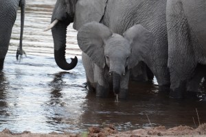 ©Jean Janssen I just loved the ears on this little elephant.