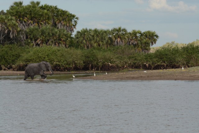 ©Jean Janssen Selous Game Reserve, Tanzania