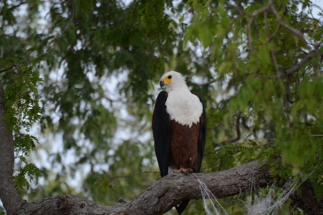 ©Jean Janssen Selous Game Reserve, Tanzania