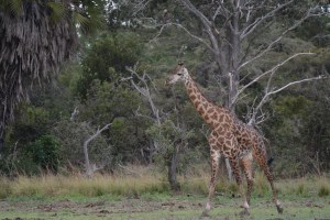 ©Jean Janssen From the pontoon, Siwandu, Selous Game Reserve, Tanzania
