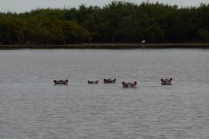 ©Jean Janssen Siwandu, Selous Game Reserve, Tanzania