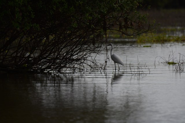 ©Jean Janssen Siwandu, Selous Game Reserve, Tanzania