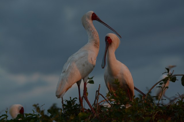 ©Jean Janssen We stayed at bird island until sunset and I captured the colors reflected off these spoonbills.  Siwandu, Selous Game Reserve, Tanzania