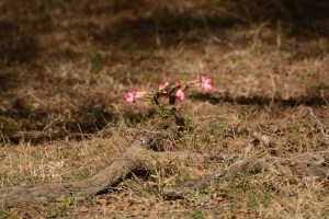 ©Jean Janssen The rare dessert rose is poison and is used by poachers.  The introduce the poison to the water and it removes the oxygen so the fish can't breathe.  Poachers then collect the fish.  It is also used by bushmen on the end of their spears and knives for hunting purposes.