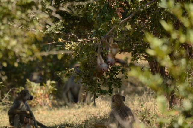 ©Jean Janssen We loved watching the baby baboons play