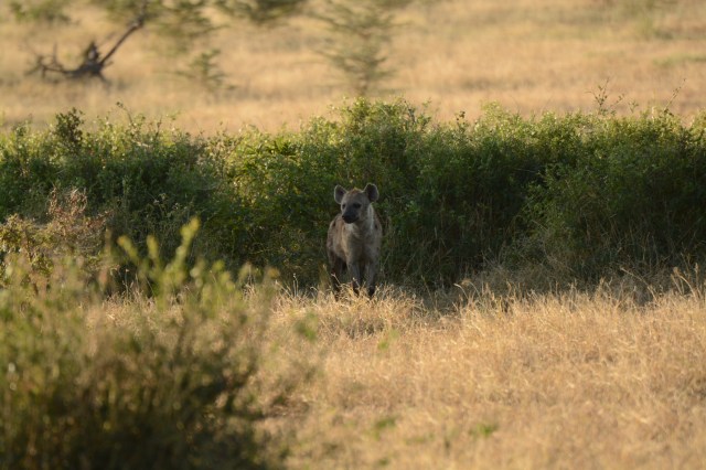 ©Jean Janssen Hyena waiting for his turn at the kill.  If you zoom in you will see that there is drool coming from his mouth.  Selous Game Reserve, Tanzania