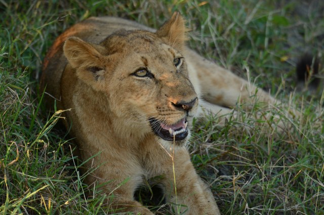 ©Jean Janssen The pride that killed the zebra includes three young lions on 5 months in age.  Selous Game Reserve, Tanzania