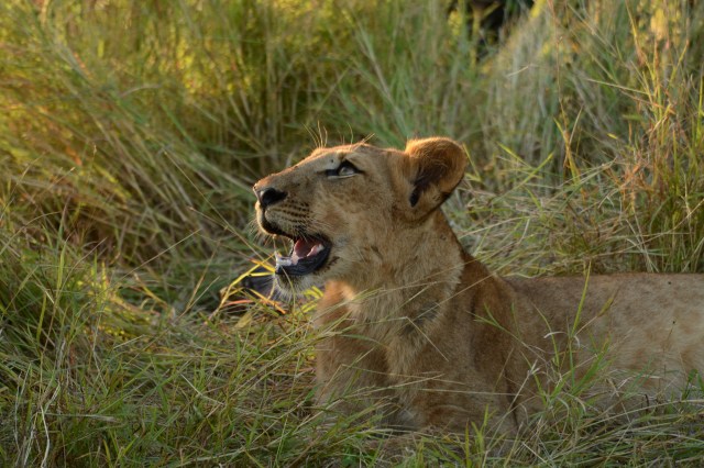 ©Jean Janssen Selous Game Reserve, Tanzania