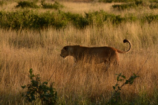 ©Jean Janssen Selous Game Reserve, Tanzania
