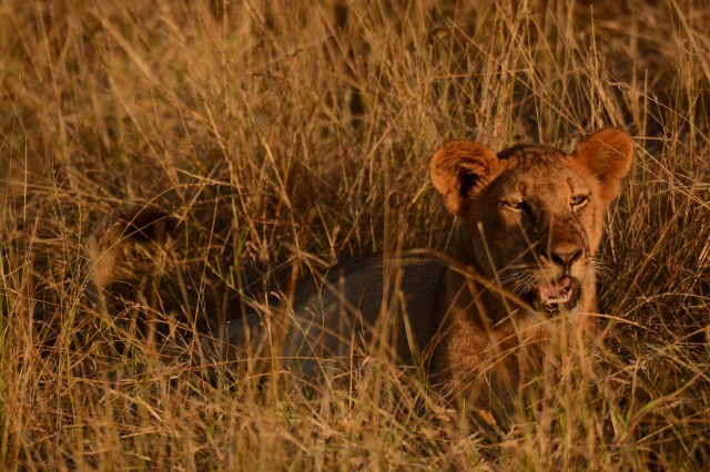 ©Jean Janssen Selous Game Reserve, Tanzania