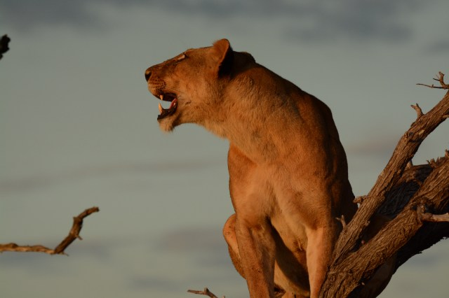 ©Jean Janssen Selous Game Reserve, Tanzania