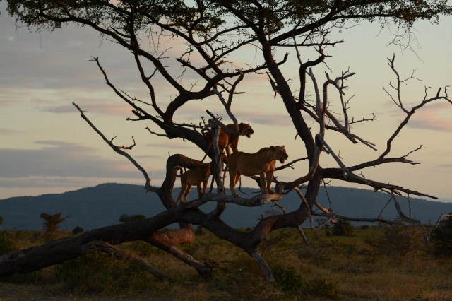 ©Jean Janssen Facing the setting sun. Selous Game Reserve, Tanzania