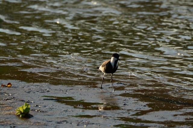 ©Jean Janssen Early morning light on the lake’s edge. Tanzania
