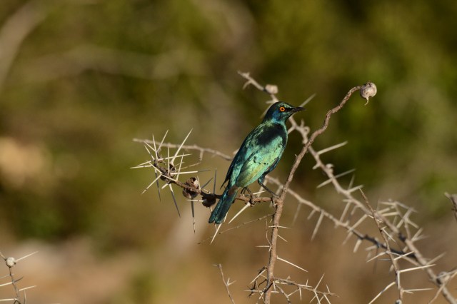 ©Jean Janssen The beautiful Blue Starling, one of my favorite birds in Africa.
