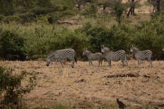 ©Jean Janssen A dazzle of zebra. Note the baby second from the left.]
