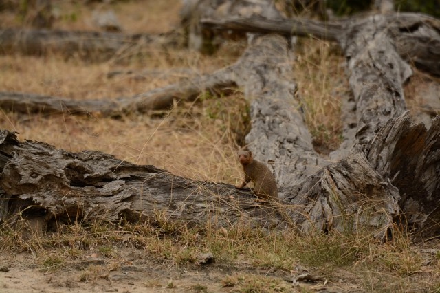 ©Jean Janssen Mongoose on a dead tree