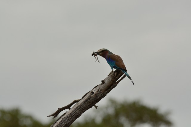 ©Jean Janssen The lilac-breasted rolo with a grass frog.