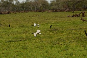 ©Jean Janssen I practiced catching birds in flight.