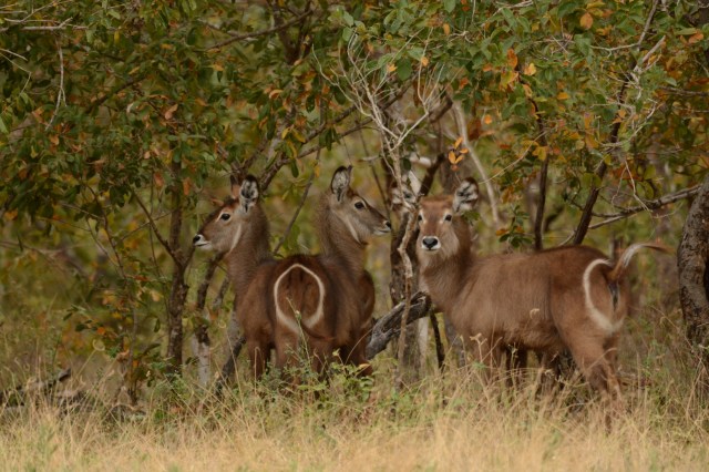 ©Jean Janssen  Waterbuck. The white ring around their bottom, a distinctive marking, is off referred to as a toilet seat.